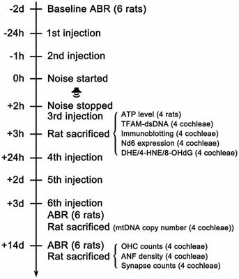 mito-TEMPO Attenuates Oxidative Stress and Mitochondrial Dysfunction in Noise-Induced Hearing Loss via Maintaining TFAM-mtDNA Interaction and Mitochondrial Biogenesis